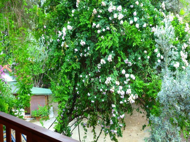Cirali Simge Holiday Houses Bagian luar foto